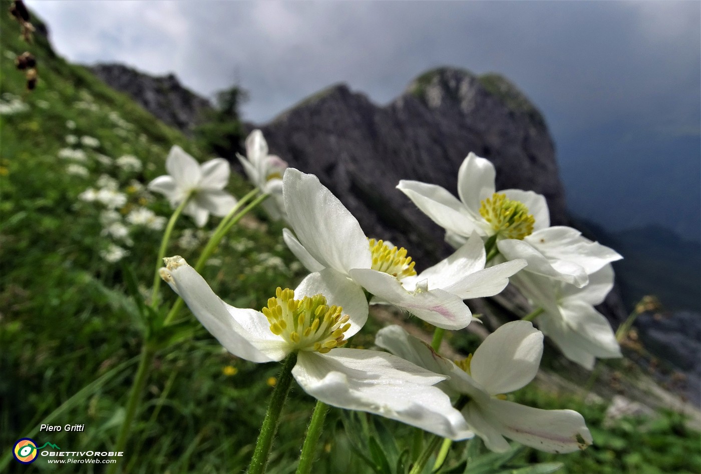 75 Anemone narcissinino (Anemone narcissiflora) con vista sulla Cima di Valvedra.JPG -                                